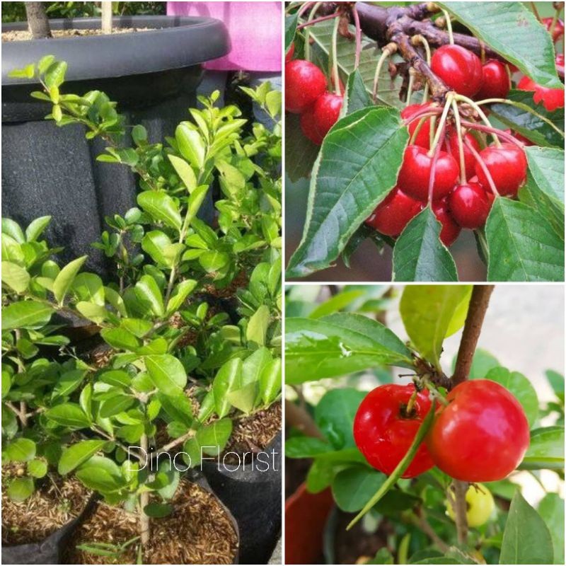 BUAH CHERRY VIETNAM - Bibit Tanaman Buah Cherry Vietnam - Bibit Pohon Ceri Vietnam
