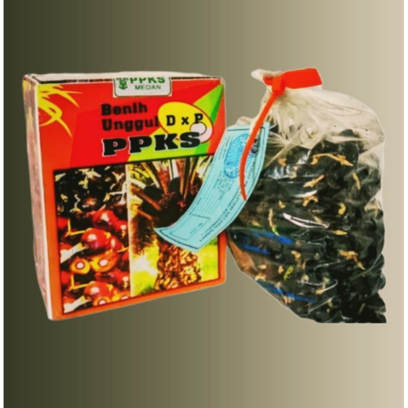 TERLARISBibit Sawit PPKS Medan