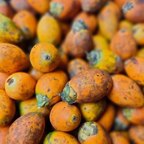 

Ready stok Buah Pinang Tua 1kg -Ukuran Besar Super Cocok Untuk Bibit