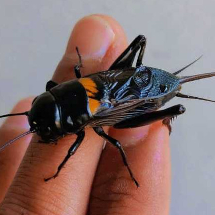 ukuran besar JKK Jangkrik Genggong | Jangkrik Kalung Aduan | Jangkrik Jeliteng ngerik GARUT s m L XL