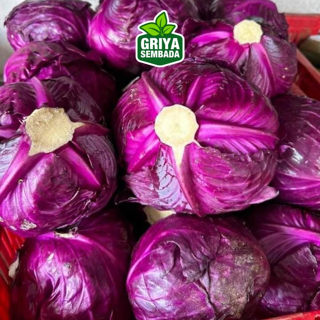 

Kubis Ungu Kirim Instant /Sameday/Grabfood