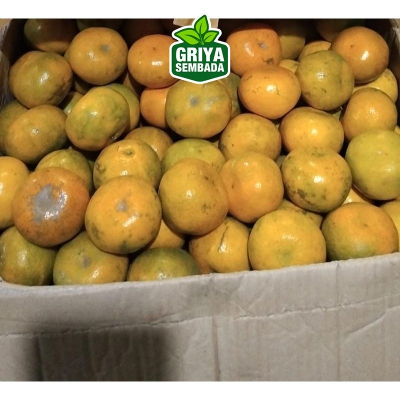 

Grosir Buah Jeruk Medan 1 Keranjang 10kg Griya Sembada