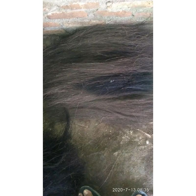 IJUK SISIRAN 1KG 20.000 IJUK BAHAN BUDIDAYA IKAN LELE/IJUK AREN SISIRAN