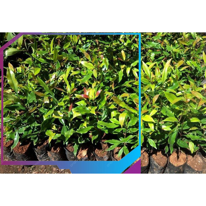 Bibit Tanaman Cengkeh cepat berbuah didalam pot