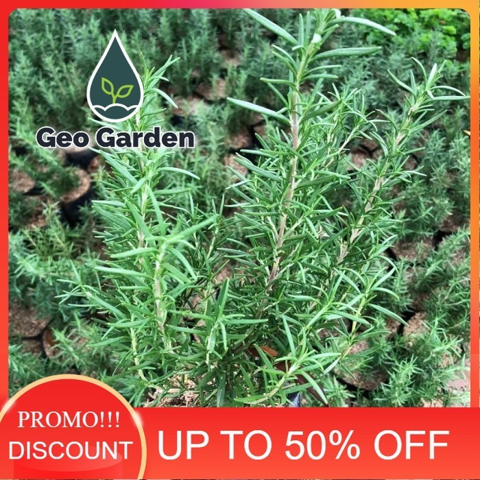 tanaman rosemary besar rimbun