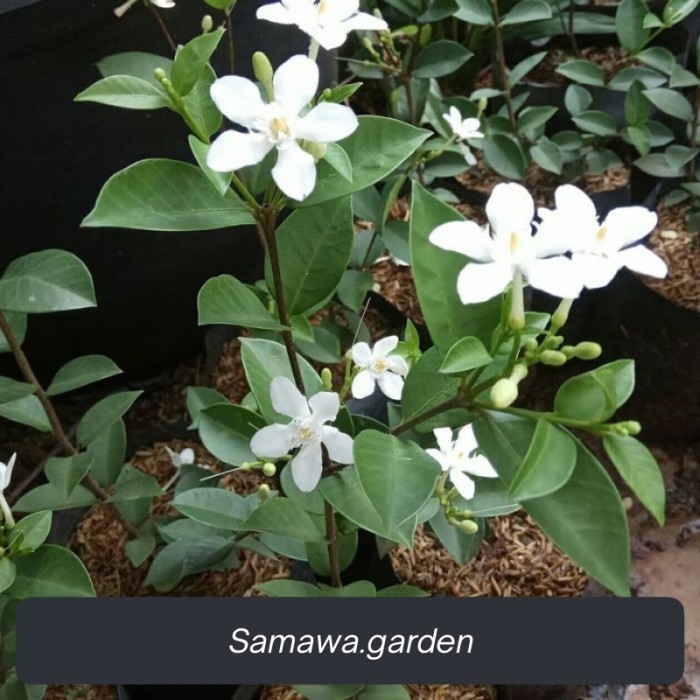 Tanaman hias melati jasmine/melati yasmin Bunga hidup