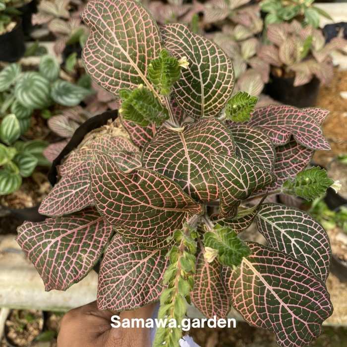 Tanaman hias fittonia pink / mutiara pink Bunga hias hidup