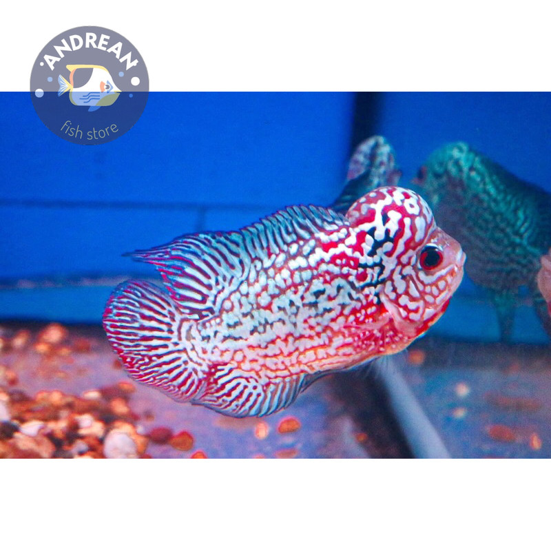 kebutuhan akuarium Ikan LOUHAN KAMFA F3/BURAYAK KAMFA