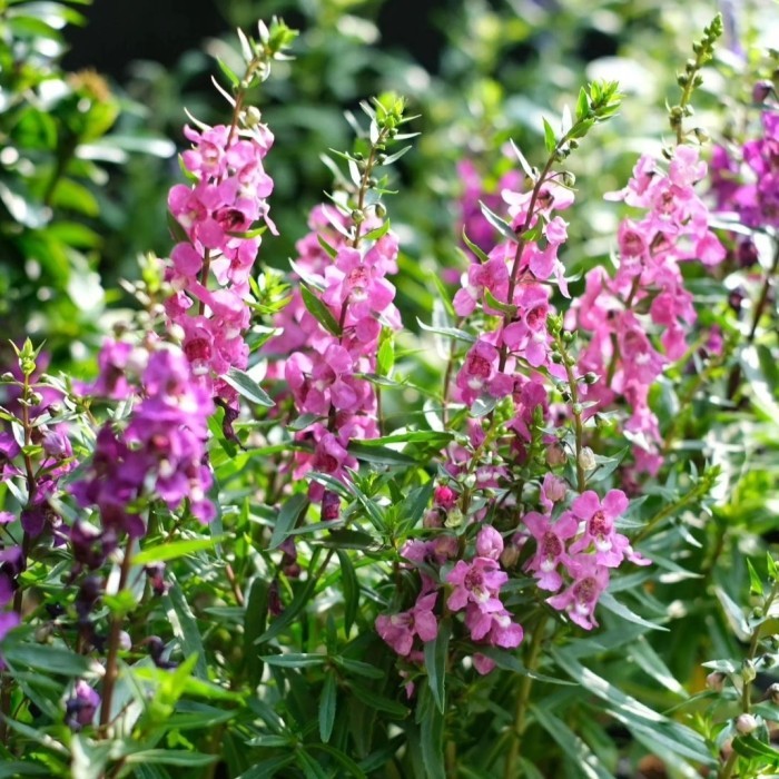 tanaman lavender angelonia pink - tanaman pengusir nyamuk lavender