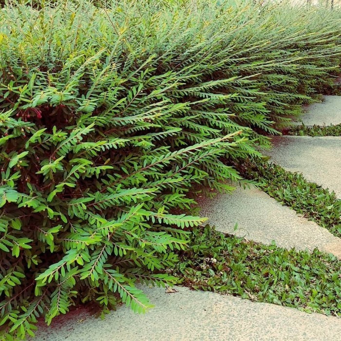 bibit tanaman cendrawasih/bibit bonsai cendrawasih