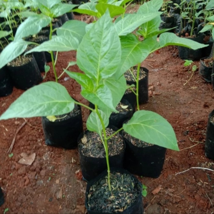 bibit pohon cabe rawit merah setan/jual bibit pohon cabe