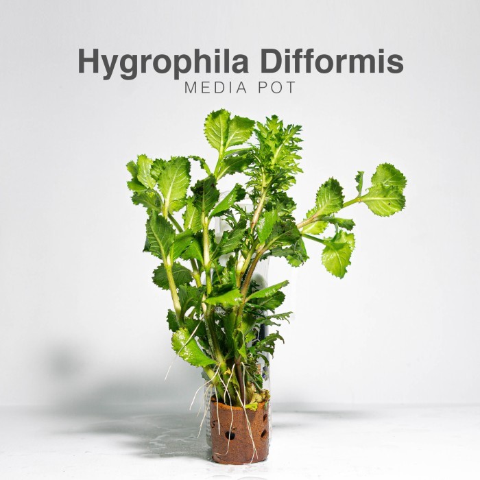 Hygrophila Difformis / Water Wisteria / Tanaman Aquascape