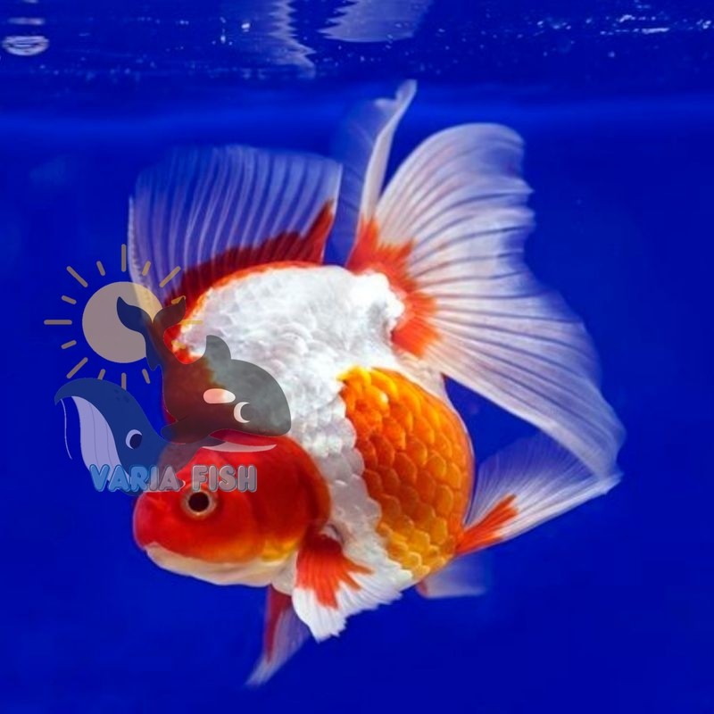 hiasan aquarium bigsale Ikan Hias Koki Ryukin Red white Koki Tosa Merah Putih Size Medium Hiasan Aqu