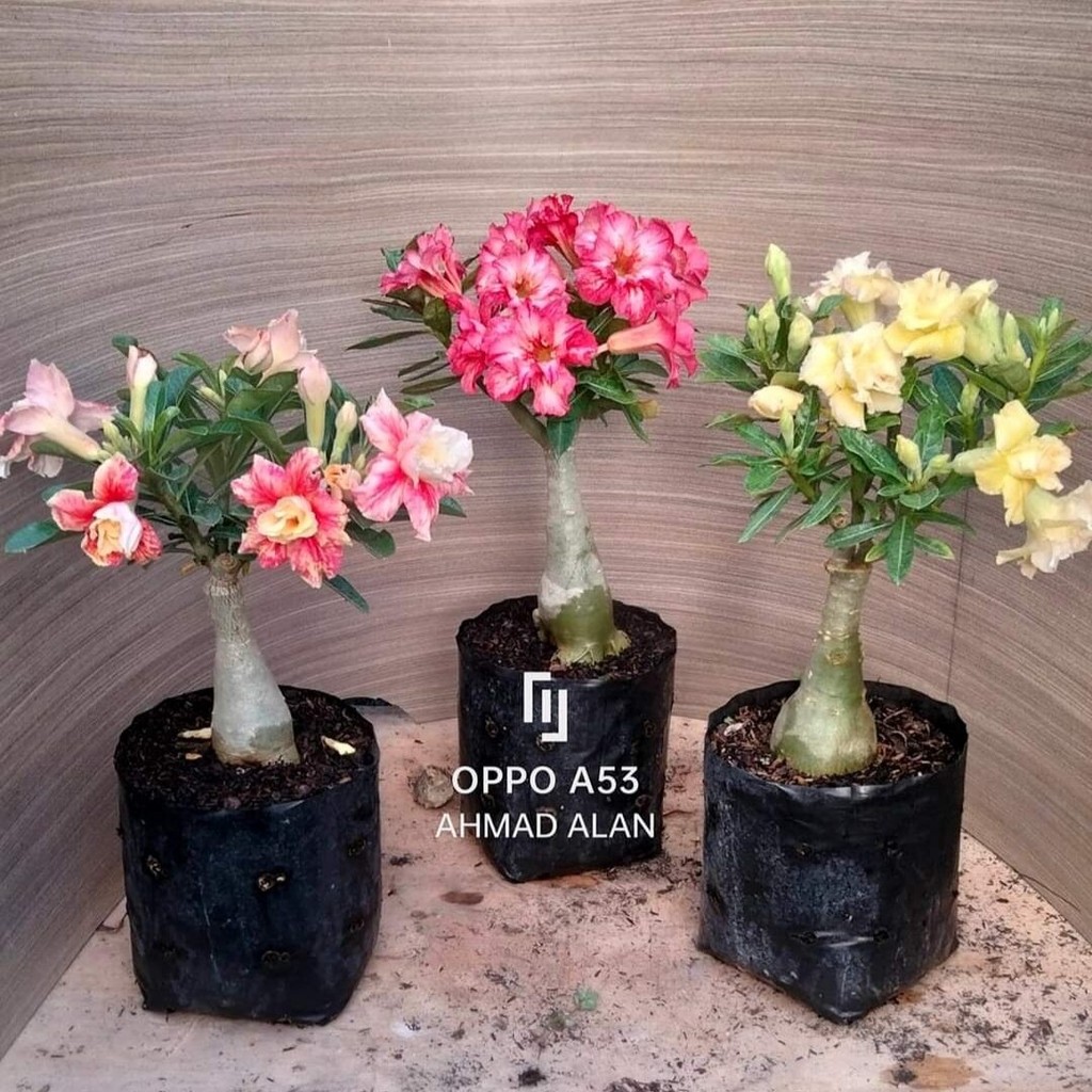 ADENIUM BUNGA TUMPUK SIZE A
