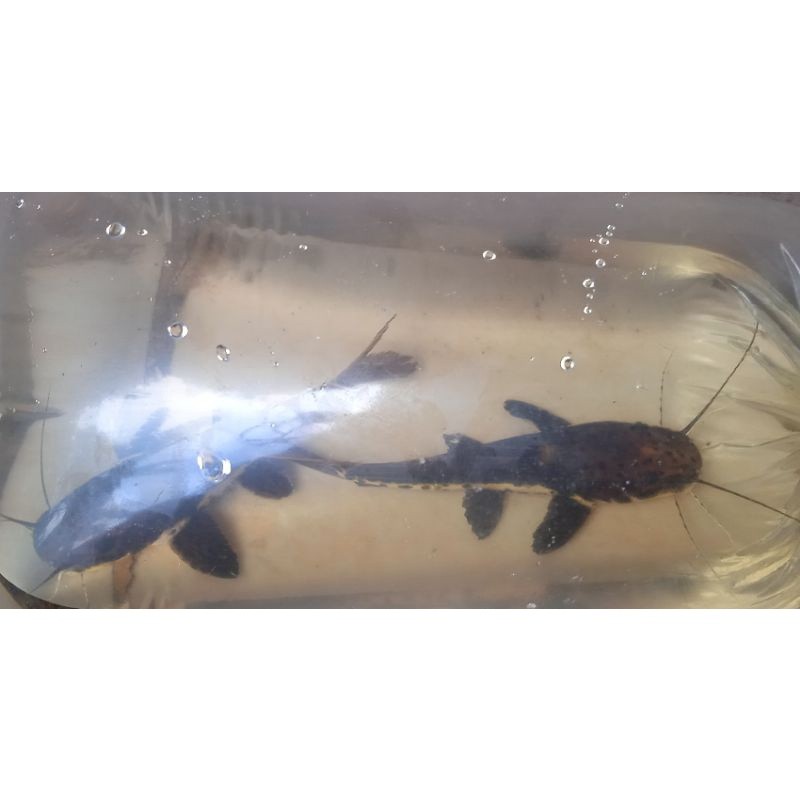 aquascape leopard catfish