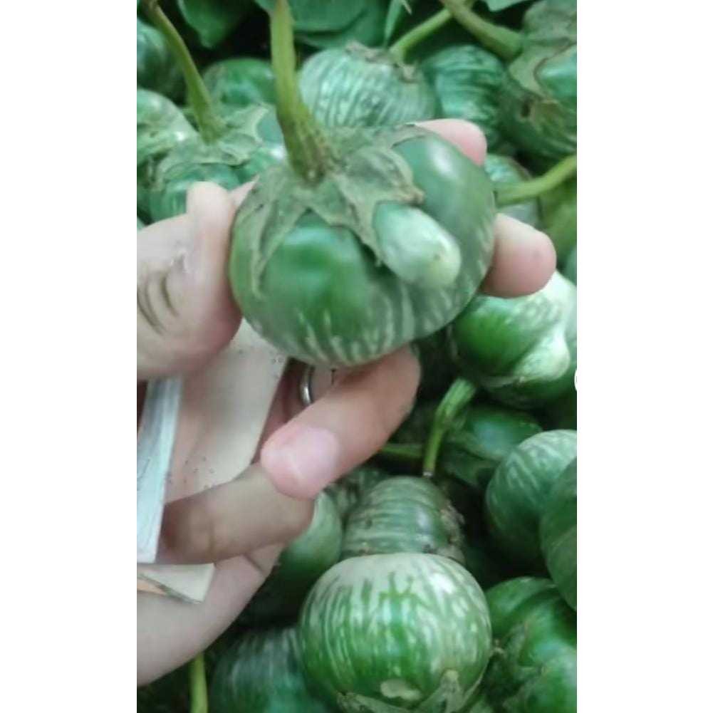 

Spesial Promo Kiw Terong dan Kentang Segar