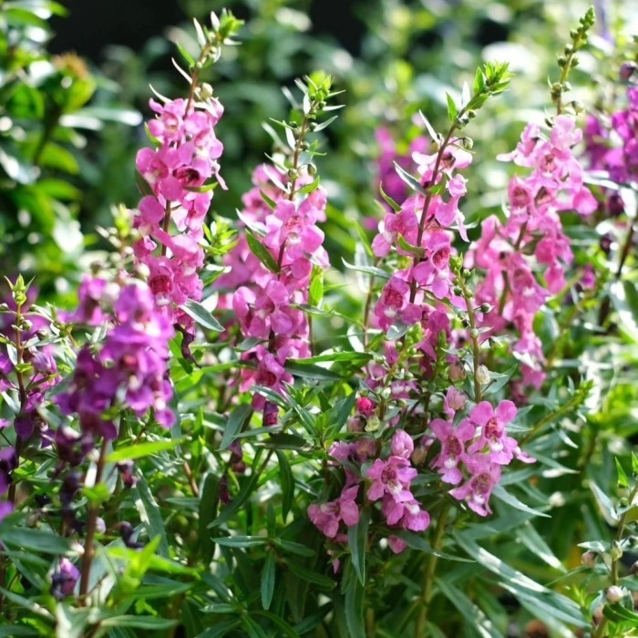 Tanaman Lavender Angelonia Pink - Tanaman Bunga Lavender Angelonia