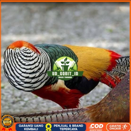 

Telur ayam hias ringneck lady red amherst pheasant fertil siap tetas UD_GOBIT_ID