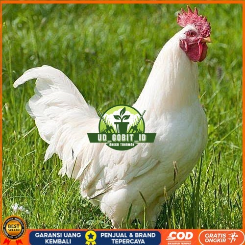 

Telur ayam leghorn white / telur ayam hias / telur fertil siap cod UD_GOBIT_ID