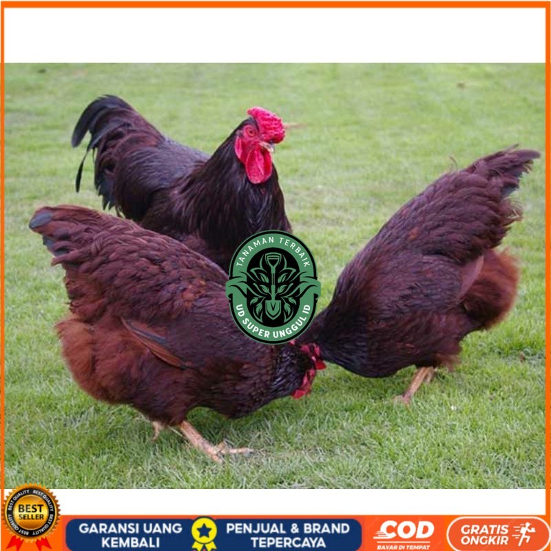

TELUR AYAM RIR / RHODE ISLAND RED PURE LINE UNTUK DI TETASKAN UD_SUPER_UNGGUL_ID