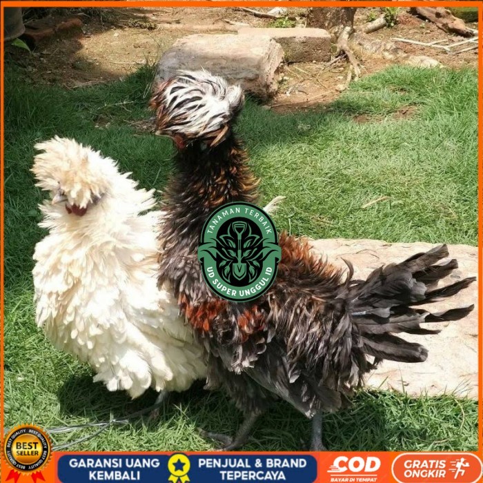 

Telur ayam poland / telur ayam hias / telur fertil siap tetas UD_SUPER_UNGGUL_ID