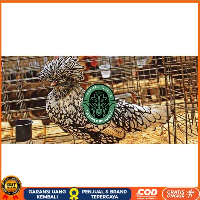 

TELUR AYAM HIAS SILVER LACED POLISH DAN GOLD LACED / POLAND BATIK UNTUK DI TETASKAN UD_SUPER_UNGGUL_ID