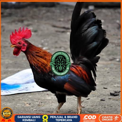 

Telur ayam serama / kate lokal fertil siap ditetaskan UD_SUPER_UNGGUL_ID