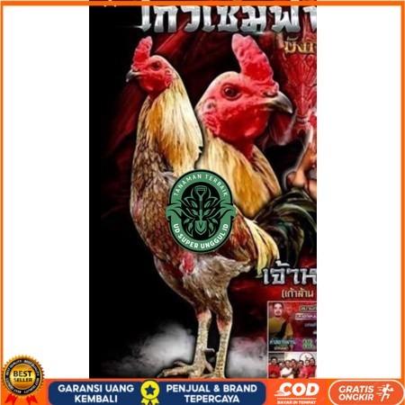 

Telur fertil ayam aduan yokeree x ninja kualitas super / mangon iq /pama iq / mangon vip / pama vip / bangkok super / pamalaw / pakhoy / khoyngon UD_SUPER_UNGGUL_ID