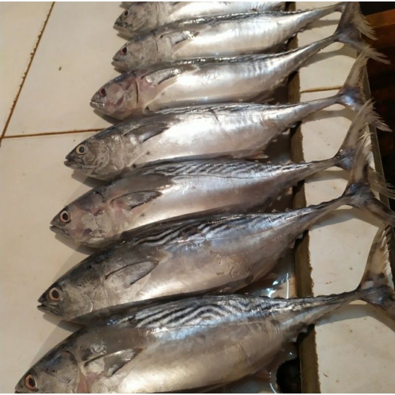 

Ikan Tongkol Segar Size Besar / Ikan Tongkol Fresh 1kg Isi 1-ekor tongkol super