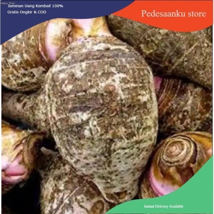 

Umbi talas ungu /talas kimpul pilihan berkualitas 1kg Rempah_herbalCo