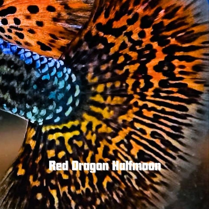 Hiasan Hiasan 1 Pasang Guppy Red Dragon | Fancy Red Dragon Sepasang | Hiasan Akuarium Aktif Guppy