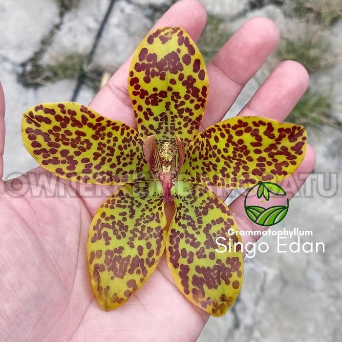 Anggrek Gramma SINGO EDAN Kondisi Remaja Grammatophyllum Anggrek Tebu Anggrek Macan