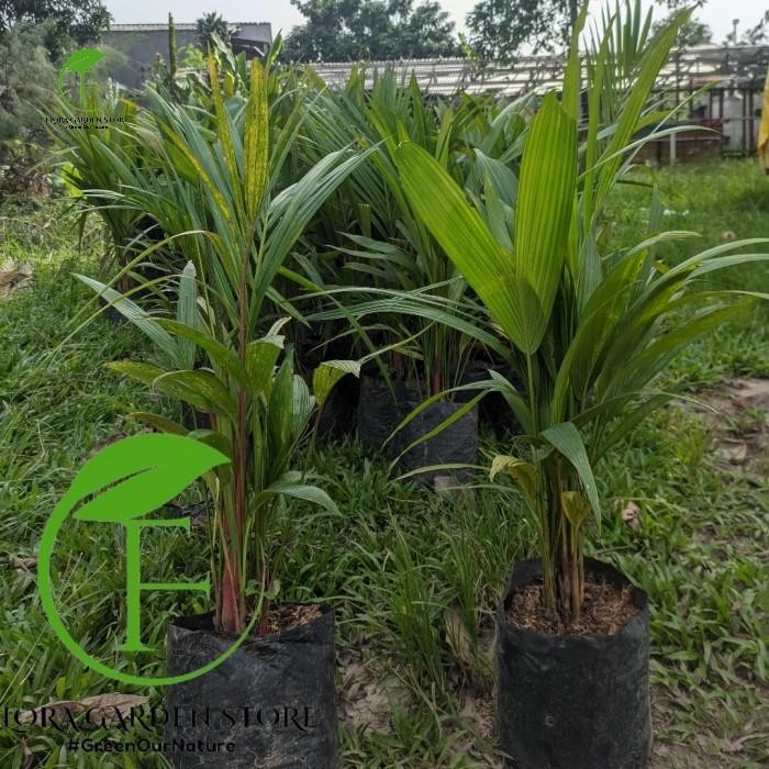 Tanaman Hias Palem Merah - Palem Merah Tinggi 1 Meter - Kualitas Super
