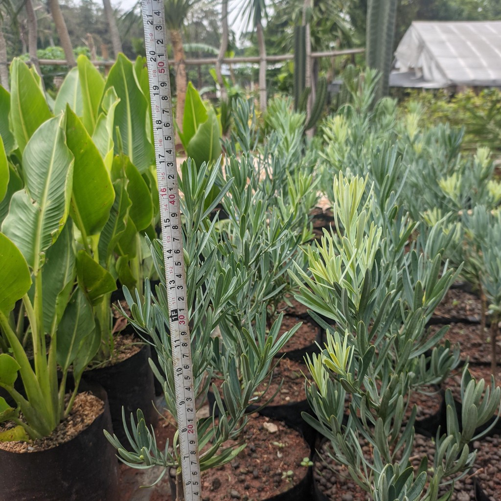 Tanaman Hias Lohansung Silver Blue Ice - Lohansung Blue Ice Asli