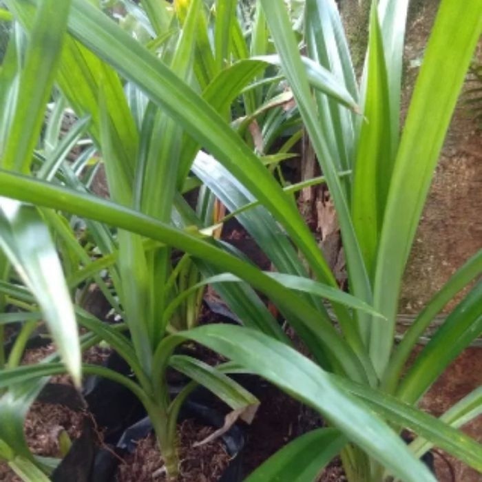 

silahkan COD Bibit Tanaman pandan wangi segar Terlaris ..