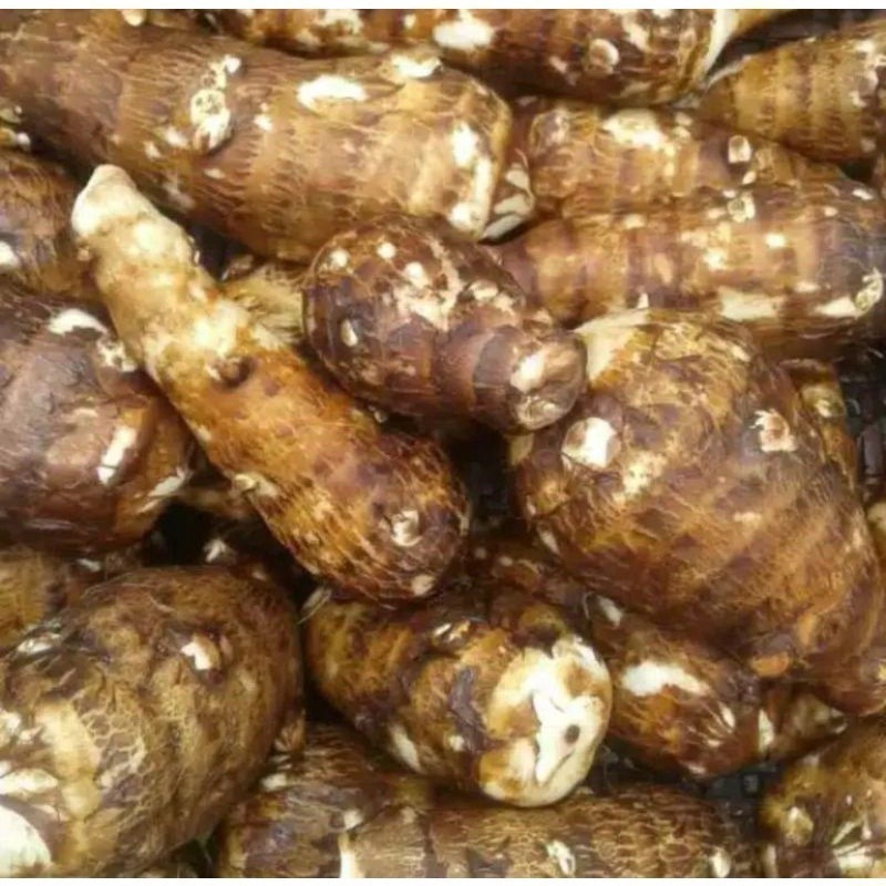 

New Promo UMBI TALAS GAJAH / UMBI BERKUALITAS 1kg Fitri_herbalCo
