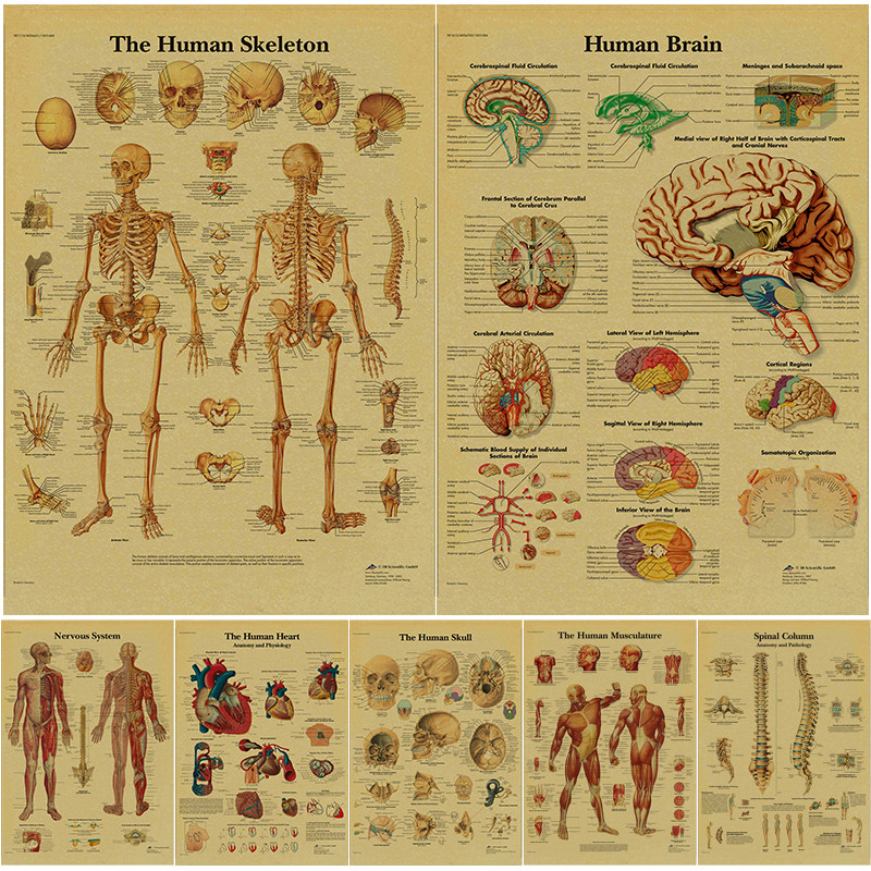 

Anatomy and Physiology Poster Kraft Paper Prints The Body Structure Skeleton Vintage Home Room Medical Art Wall Decor Painting