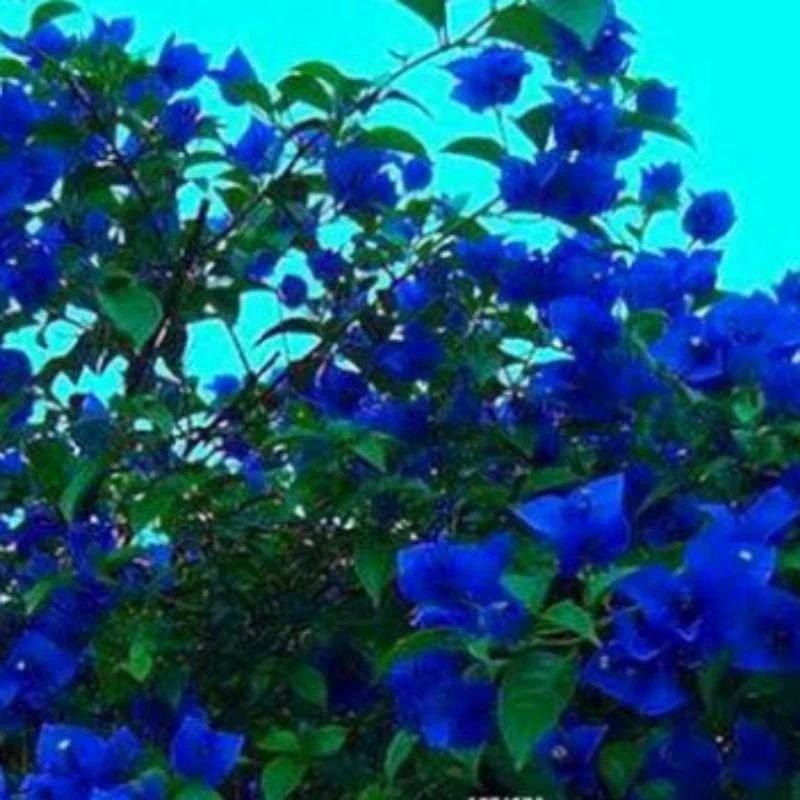 BIBIT TANAMAN HIAS BUGENVIL BUNGA KERTAS // SOFT BIRU BUNGA BIRU