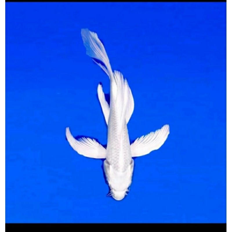 H Hiasan koi platinum slayer 20-25cm cantik