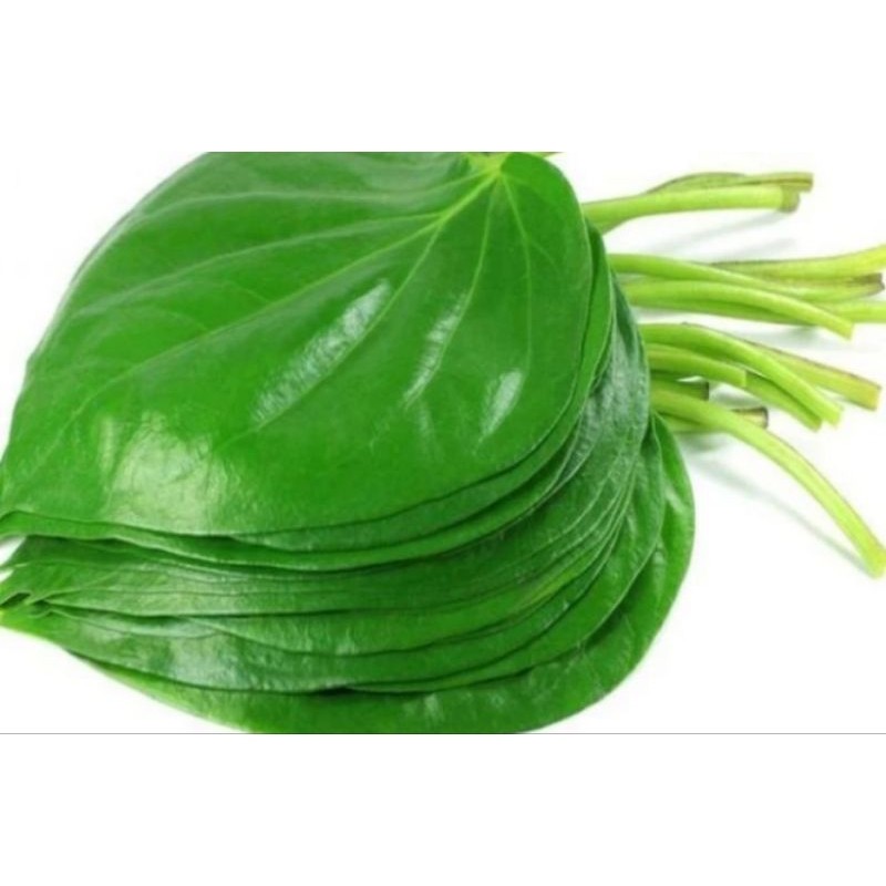 

DAUN sirih hijau herbal/,obat herbal/pembersih kewanitaan/200gr Herbal COD