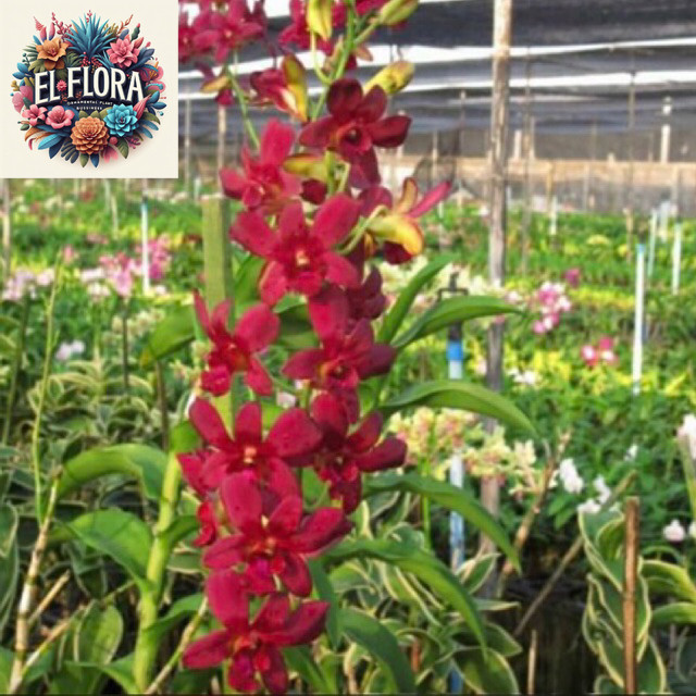 Anggrek Dendrobium Coyote Red