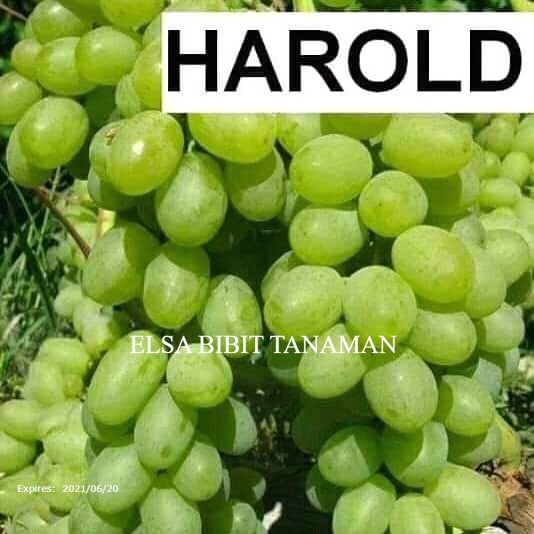 

PROMO ANGGUR IMPORT (HAROLD) MANIS CEPAT BERBUAH (COCOK DI TARUH POT)