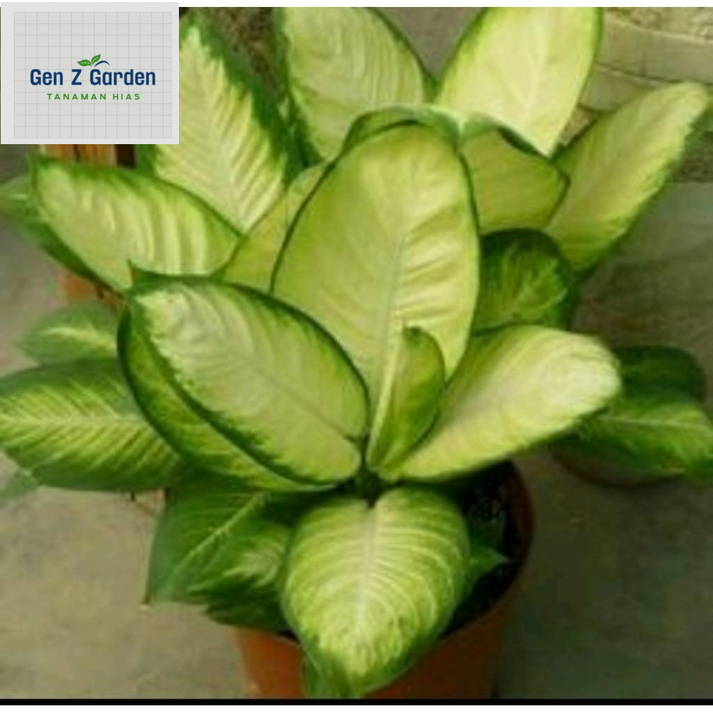 Tanaman hias AGLONEMA,Blanceng DIVEN Tisu Golden susu