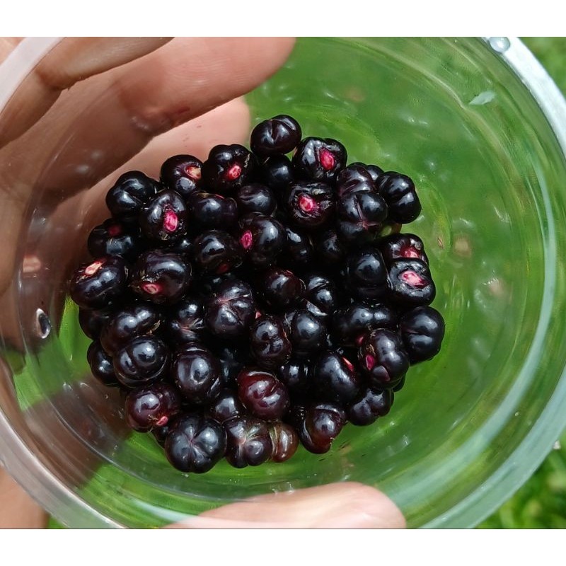 

Buah angkung Atau buah Binahong Segarr, Pelancar Peredaran Darahh Per 200 Biji