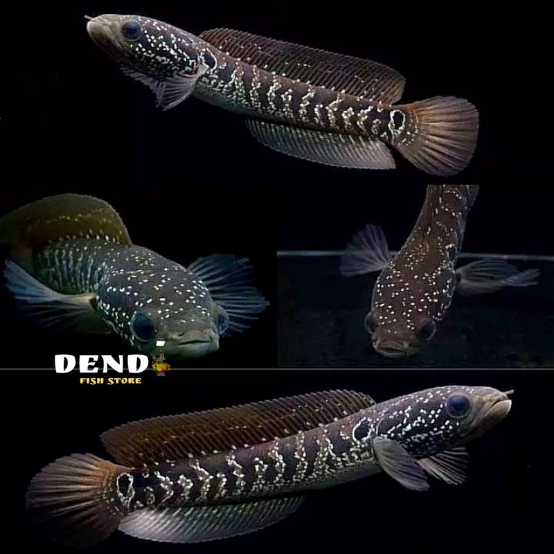 Asiatica gondrong 8-19cm ( PILIHAN)