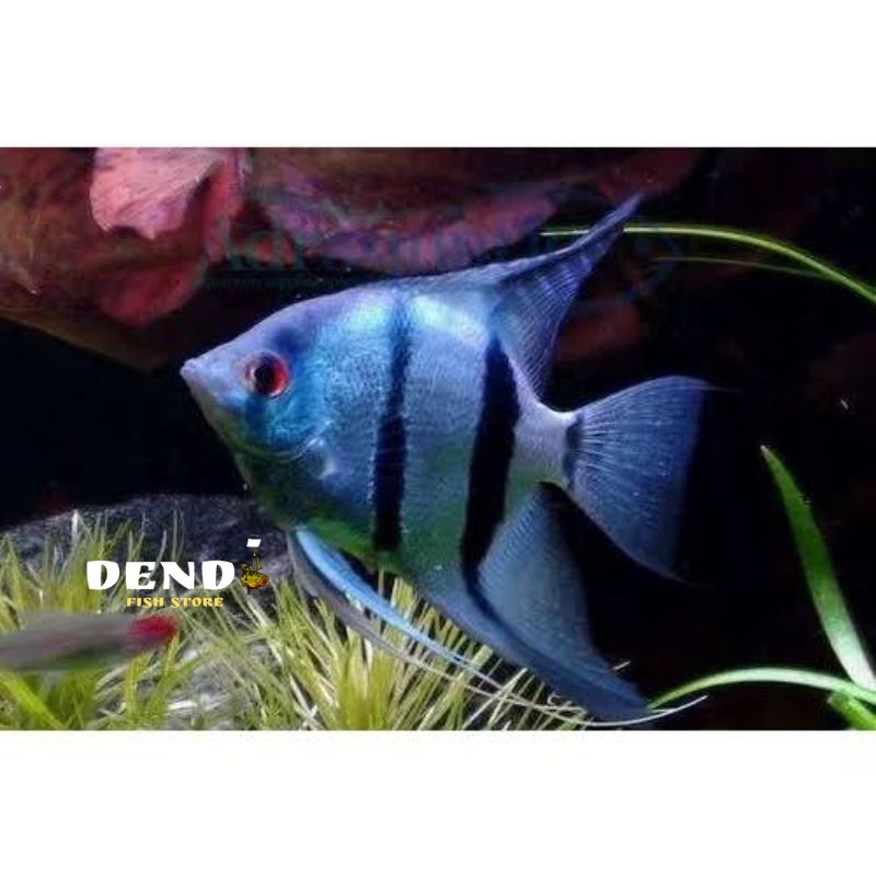 Dekorasi  MANFISH BLUE PINOY Hiasan Aquarium enjel fis