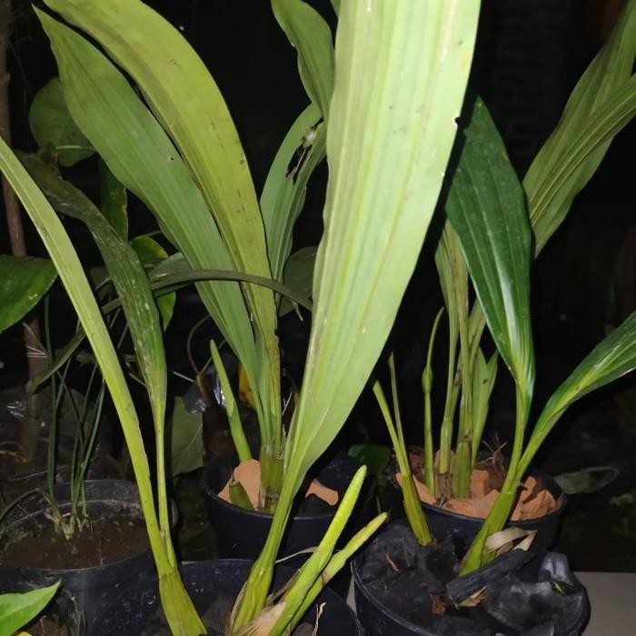 rumpun besar pholidota ventricosa anggrek dewasa wangi