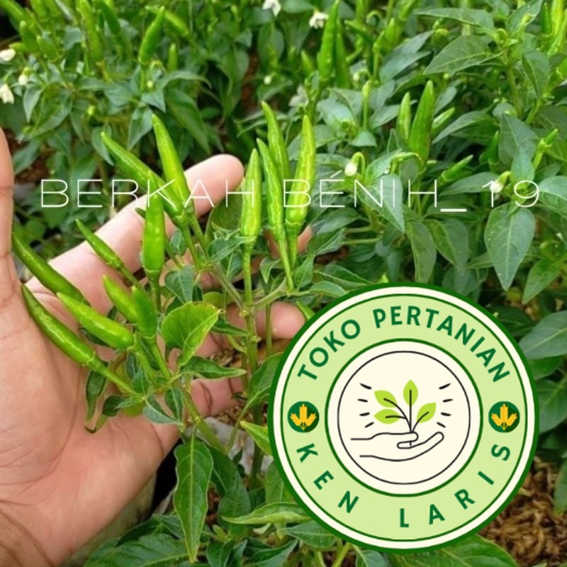 SUPERAN 250+ BENIH CABAI RAWIT HIJAU PREMIUM BIBIT UNGGUL SIAP TANAM