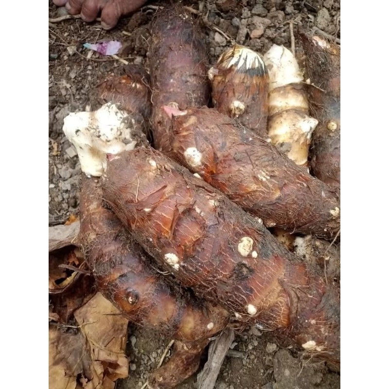 

promo talas kimpul/talas gajah 1kg K. D Jya