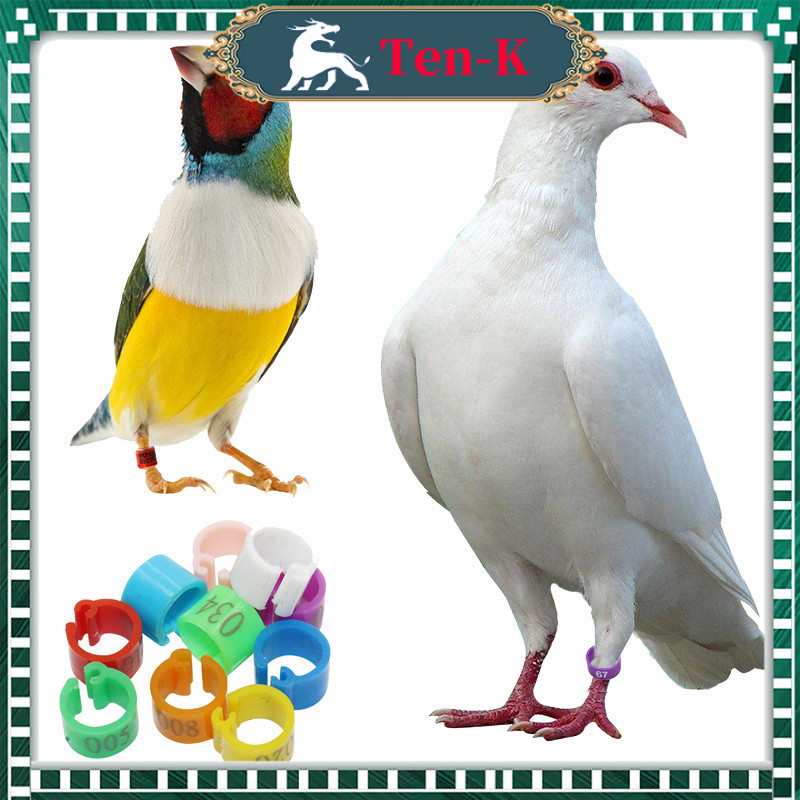 100Pcs Ring Klip Merpati / Ring Burung / Ring Clip Merpati